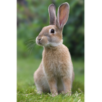 Who loves rabbits?