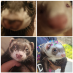 Ferret Squads