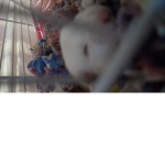 Snowflake's Hampsters