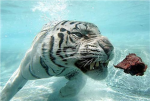 Bengal Tiger