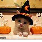 Witches & Cats