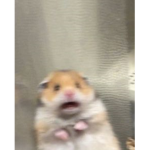 SkinnyRatz