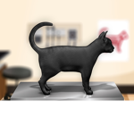 Kitty cats rock every single day