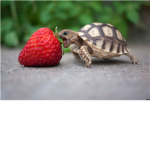Turtles Are cool!