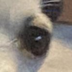 Society of the Dog Eye