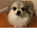 pixie’s doggy group