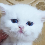 Cat cat cat cats OMG