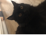Cat Army UwU