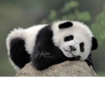 Panda are cute