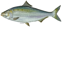 real nice fish *fish sneaks behind you*