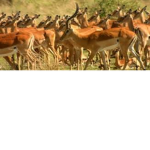 Flint Herd
