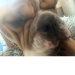 We love every dog