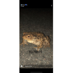 Toad army :)