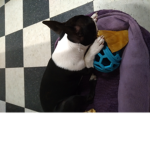 i love the dogs!