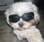 puppies xo gaming fan group