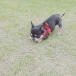깜이