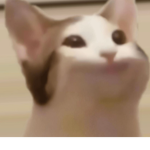 POP CAT :0