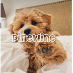 - pinevline -