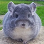 #ChinchillaSquad