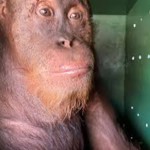 monkey friends basement