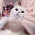 Strawberry_Kitties