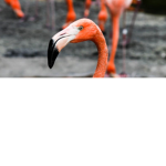 Flammgoogroup