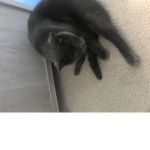 Mo the weird cat