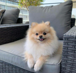 Pomeranian Fan clubb
