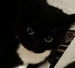 MaxwellCat fan group