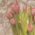 Rose Petalss