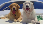 ..,~Dogs United~..,