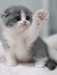 <3 cat lovers only <3