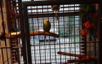 Fluffyt and budgies Fluffy friend s