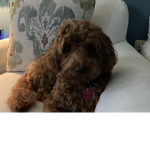Piper The Little Puppy!