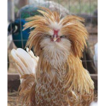 Frickin Chickens