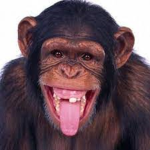 silly monkey i did this bc silly monkey was taken