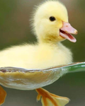 Ducky_Fan