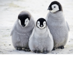.The Penguin fan club