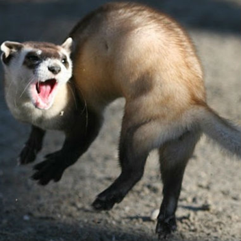 The Poopoo Gremlins Invade Christmas Town