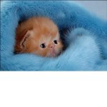 Club De Fans De Gatitos