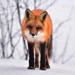 The Christmas Fox Group