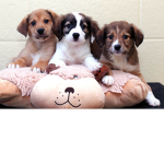 Join my group if you like puppies!
