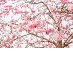 Sakura family!