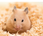 Hammy2013