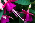 Fuchsia Closet