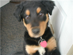Dogs dying :(