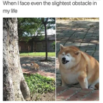 Eggdog fans