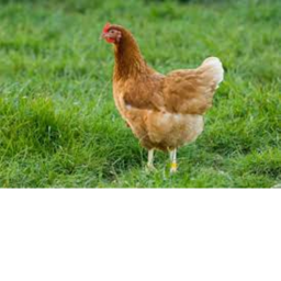 The Roblox Chicken Group Hangout Official