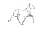 Professional Horse Riding Academy