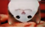 The popcat family